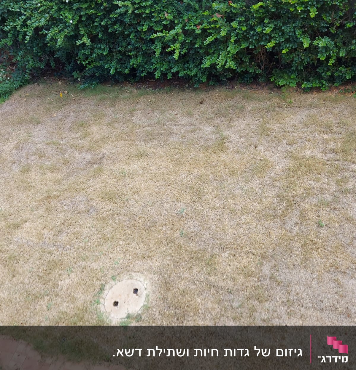 דשא יבש עם מכסה עגול בגינה